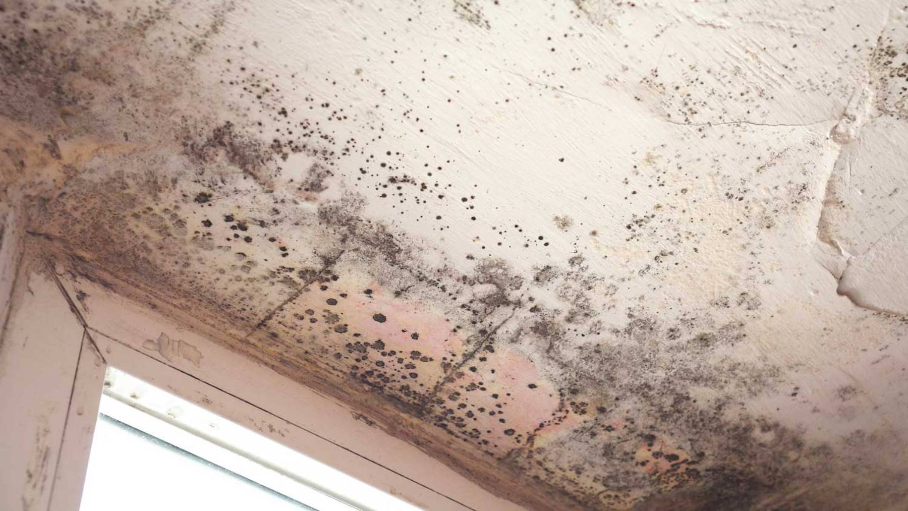 Mould Inspection